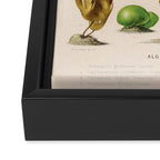 Algae from "Le Monde de la Mer," 1866 (benefitting The Nature Conservancy) Framed Canvas Print Gallery Image 3
