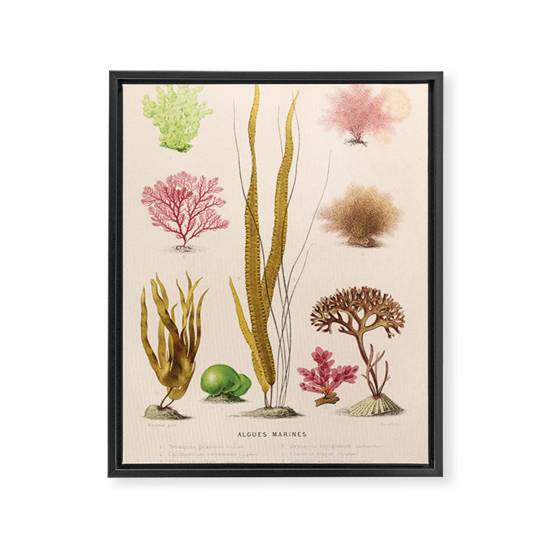 Algae from "Le Monde de la Mer," 1866 (benefitting The Nature Conservancy) Framed Canvas Print Gallery Image 6