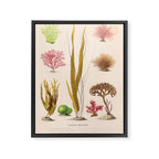 Algae from "Le Monde de la Mer," 1866 (benefitting The Nature Conservancy) Framed Canvas Print Gallery Image 6