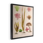 Algae from "Le Monde de la Mer," 1866 (benefitting The Nature Conservancy) Framed Canvas Print Gallery Image 2