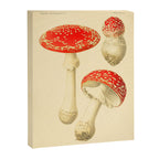 Amanita Muscaria mushroom from "Atlas des Champignons Comestibles et Vénéneux," 1891 (benefitting The Nature Conservancy) Canvas Print Gallery Image 6