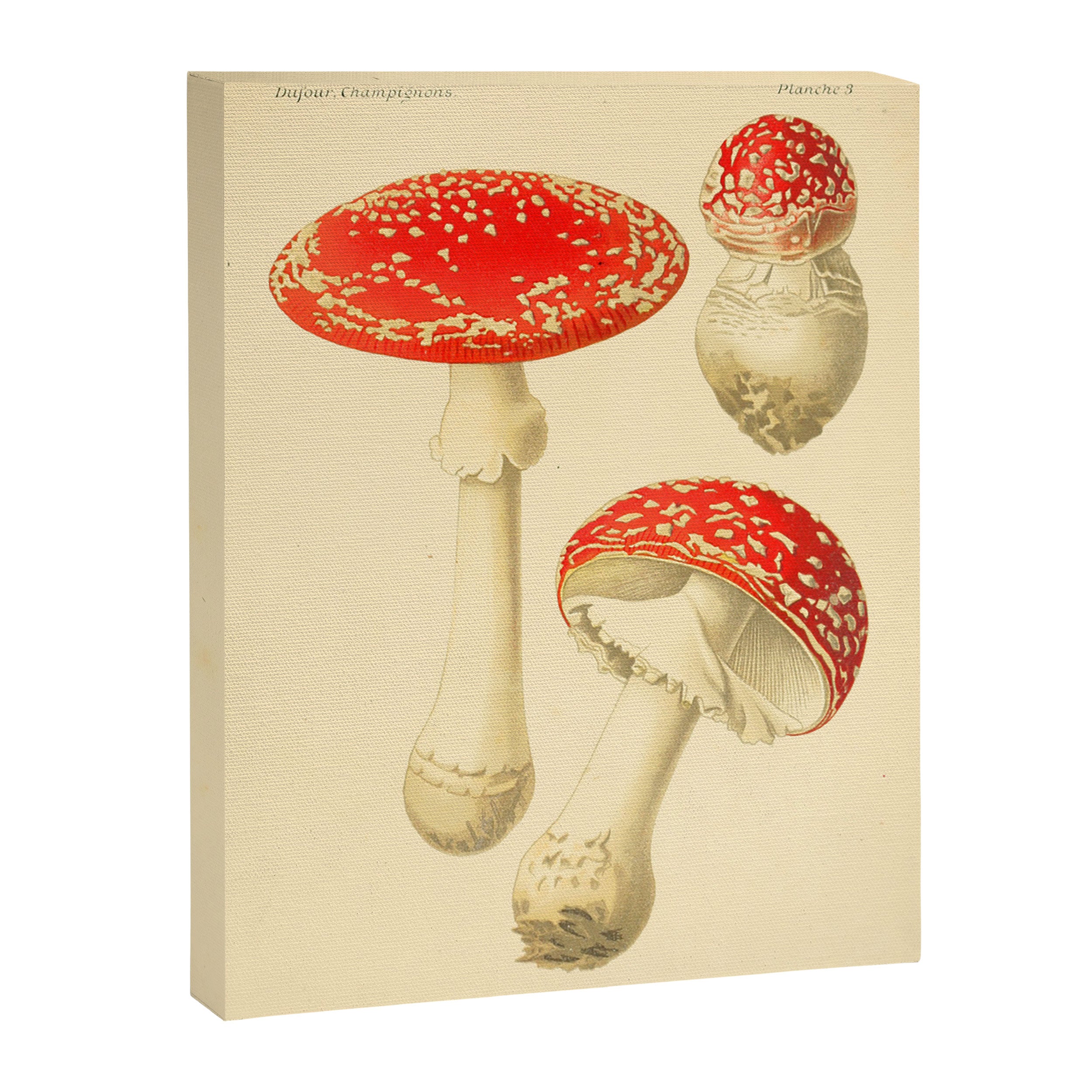 Amanita Muscaria mushroom from "Atlas des Champignons Comestibles et Vénéneux," 1891 (benefitting The Nature Conservancy) Canvas Print Gallery Image 6