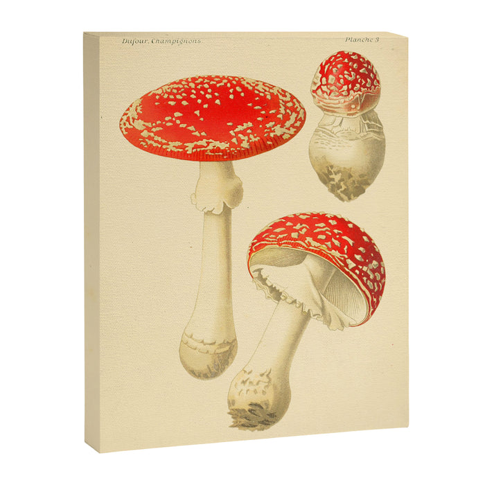 Amanita Muscaria mushroom from "Atlas des Champignons Comestibles et Vénéneux," 1891 (benefitting The Nature Conservancy) Canvas Print Gallery Image 1