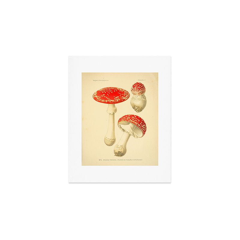 Amanita Muscaria mushroom from "Atlas des Champignons Comestibles et Vénéneux," 1891 (benefitting The Nature Conservancy) Art Print Gallery Image 1