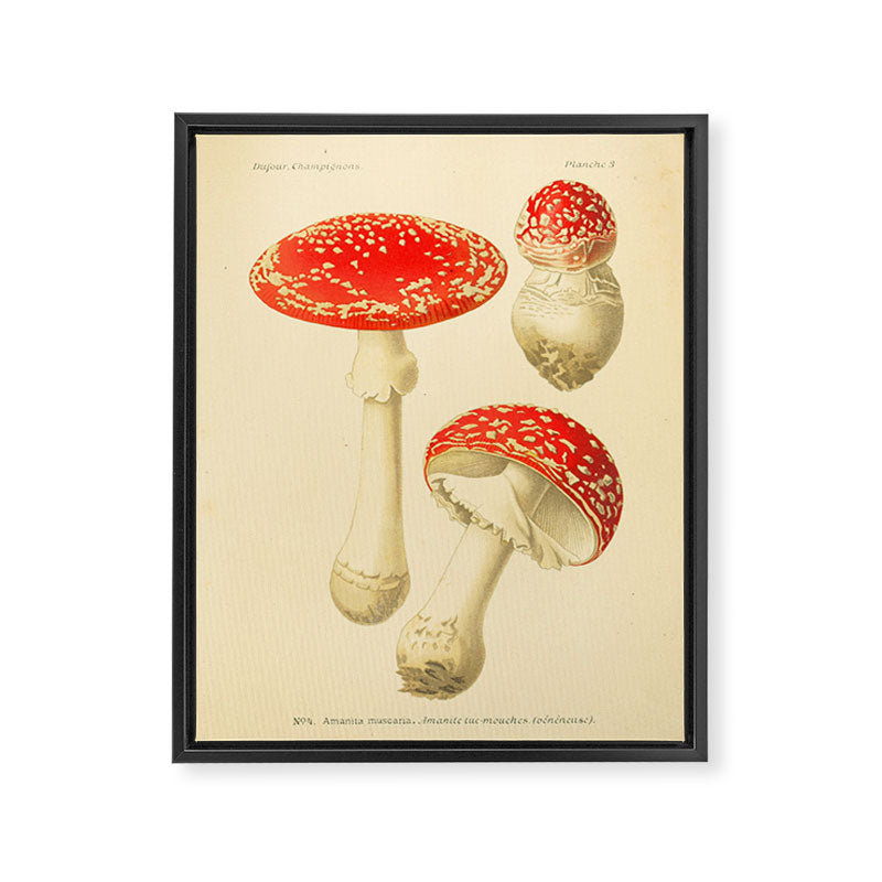Amanita Muscaria mushroom from "Atlas des Champignons Comestibles et Vénéneux," 1891 (benefitting The Nature Conservancy) Framed Canvas Print Gallery Image 6