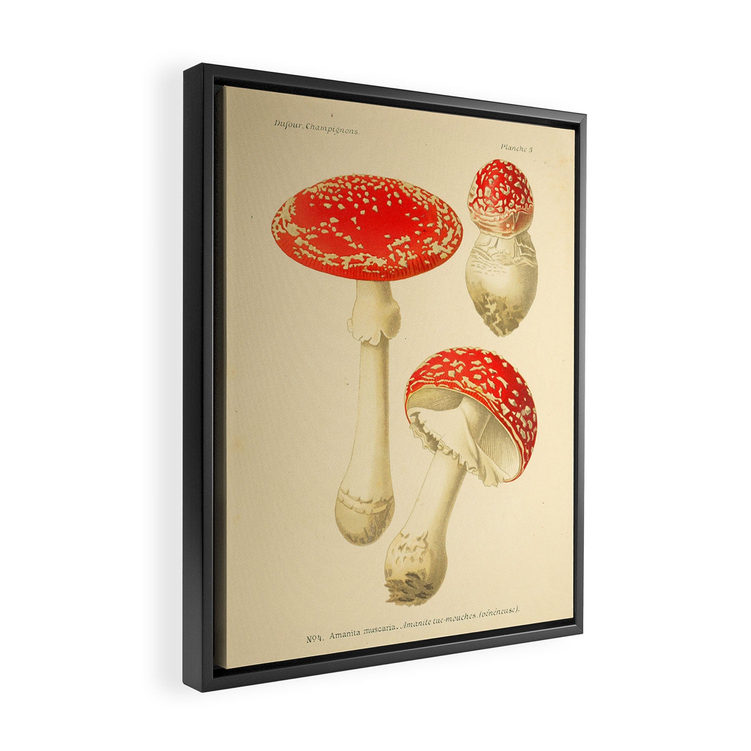 Amanita Muscaria mushroom from "Atlas des Champignons Comestibles et Vénéneux," 1891 (benefitting The Nature Conservancy) Framed Canvas Print Gallery Image 2