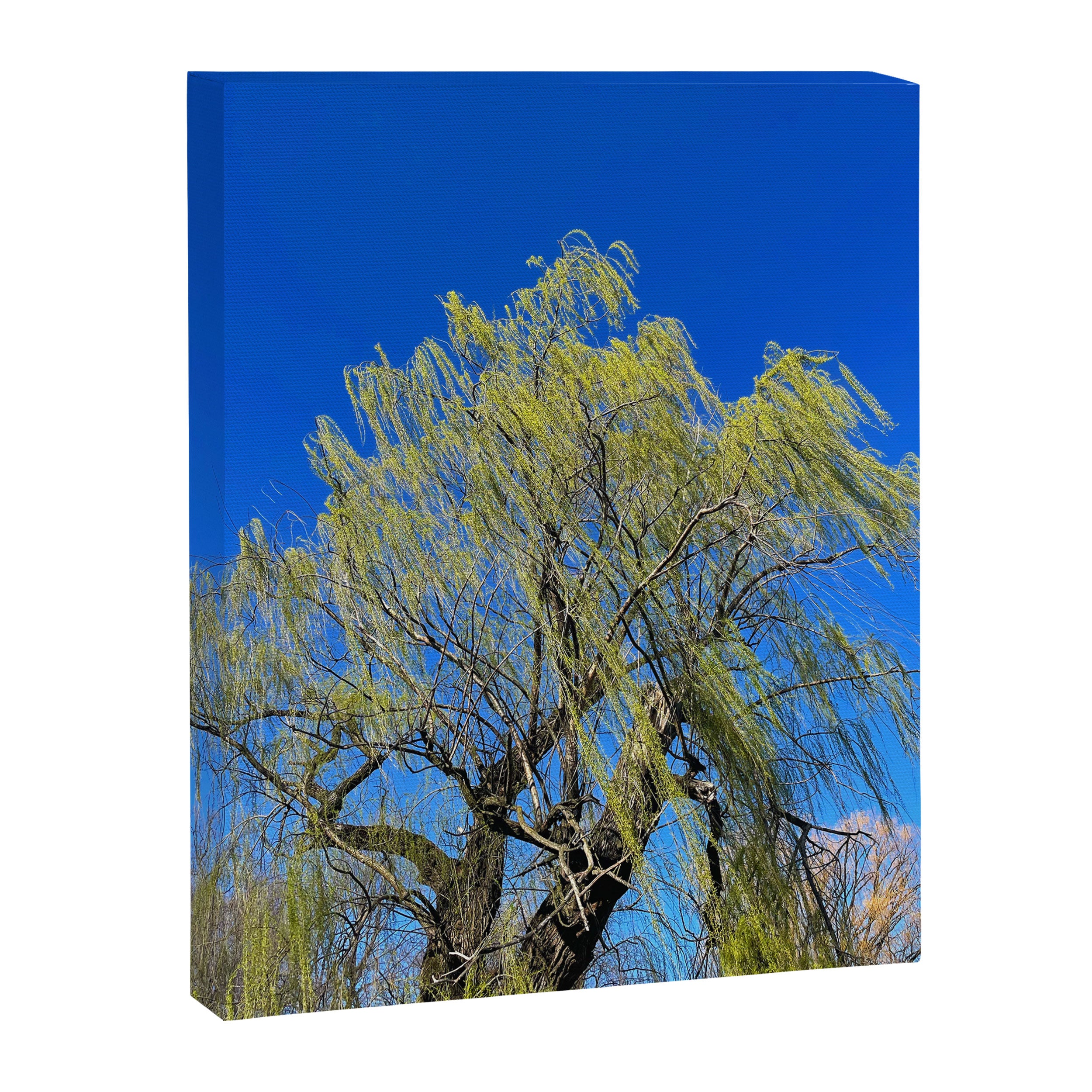Among the Trees Canvas Print Gallery Image 6