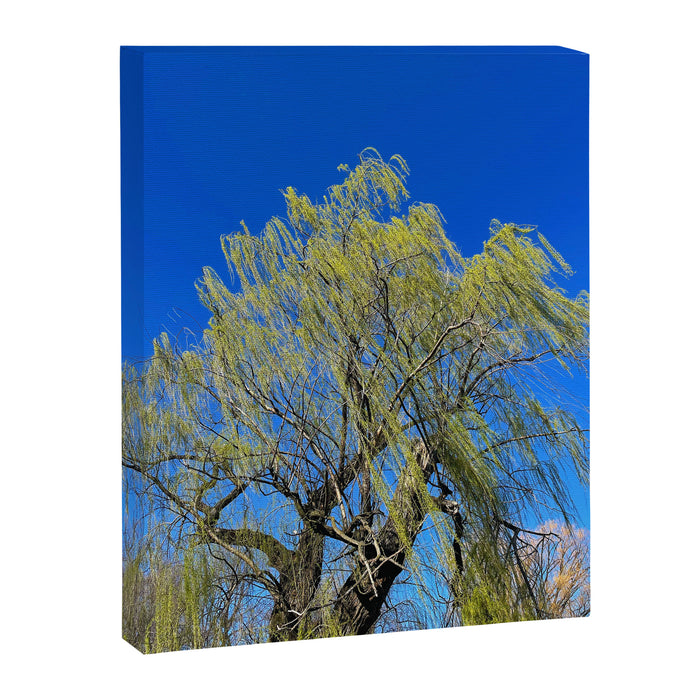 Among the Trees Canvas Print Gallery Image 1