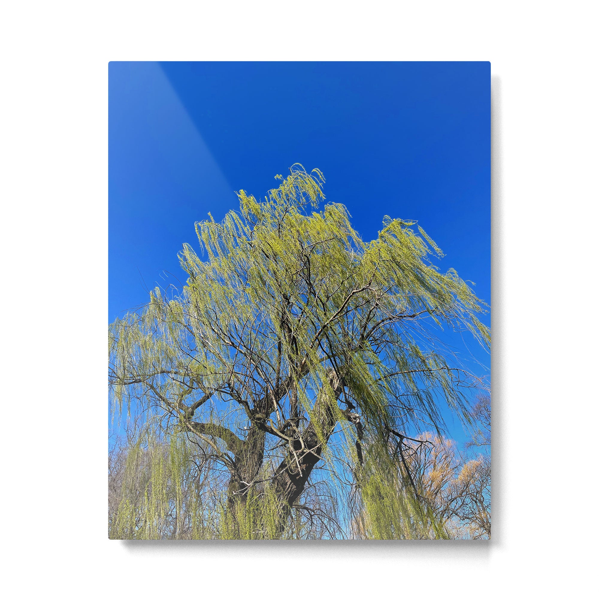 Among the Trees Metal Print Gallery Image 4
