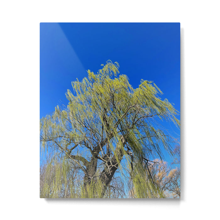 Among the Trees Metal Print Gallery Image 1