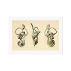 Anatomy of the inner ear (1907) Art Print Gallery Image 1