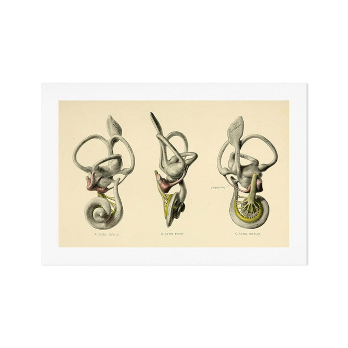 Anatomy of the inner ear (1907) Art Print Gallery Image 1