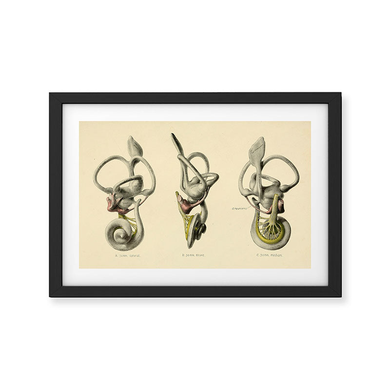 Anatomy of the inner ear (1907) Framed Art Print Gallery Image 2