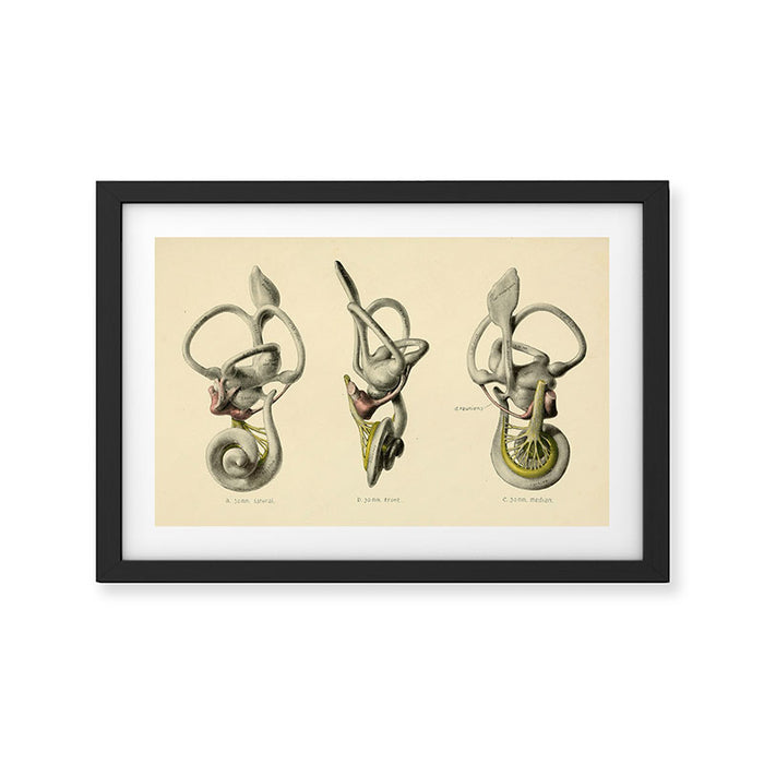 Anatomy of the inner ear (1907) Framed Art Print Gallery Image 1