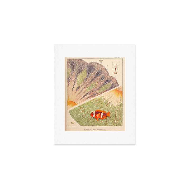 Anemones from âThe Great Barrier Reef of Australiaâ by William Saville Kent, 1893 Art Print Gallery Image 1