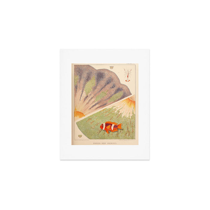 Anemones from âThe Great Barrier Reef of Australiaâ by William Saville Kent, 1893 Art Print Gallery Image 1