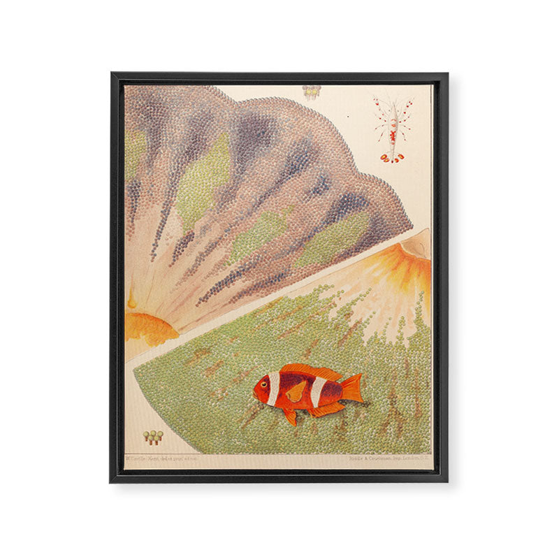 Anemones from âThe Great Barrier Reef of Australiaâ by William Saville Kent, 1893 Framed Canvas Print Gallery Image 6