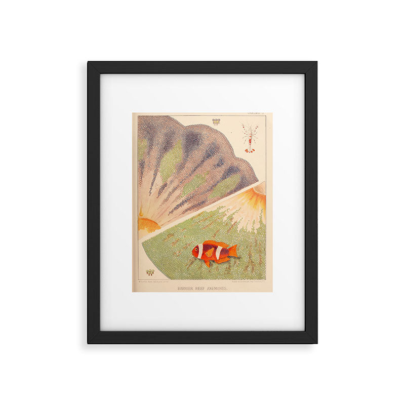 Anemones from âThe Great Barrier Reef of Australiaâ by William Saville Kent, 1893 Framed Art Print Gallery Image 5
