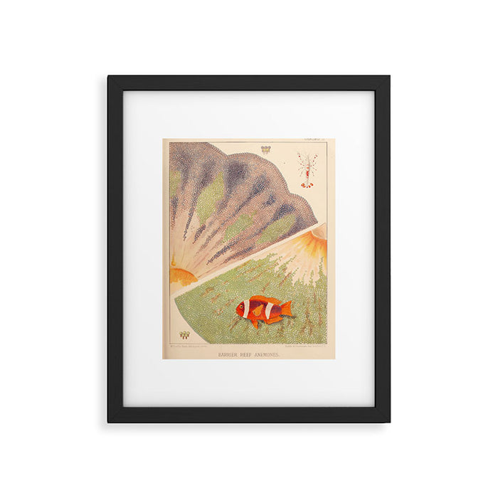 Anemones from âThe Great Barrier Reef of Australiaâ by William Saville Kent, 1893 Framed Art Print Gallery Image 1