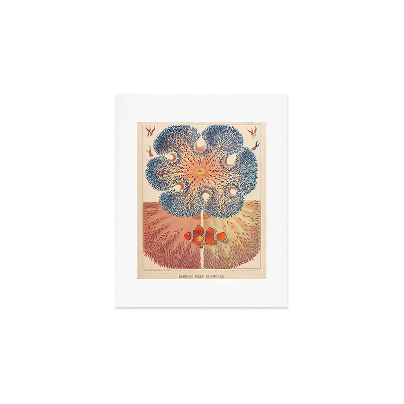 Anemones from âThe Great Barrier Reef of Australiaâ by William Saville Kent, 1893 Art Print Gallery Image 1