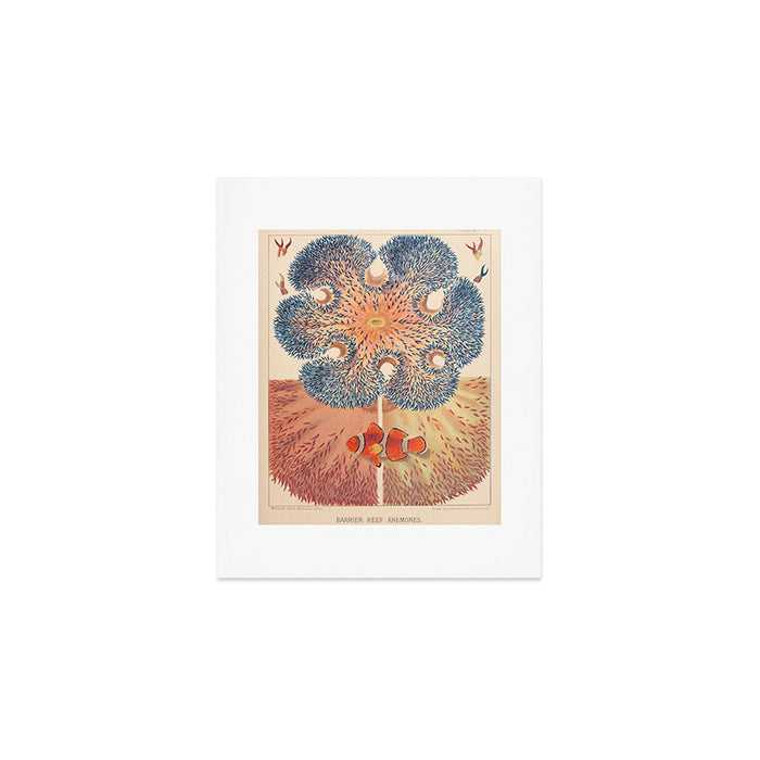 Anemones from âThe Great Barrier Reef of Australiaâ by William Saville Kent, 1893 Art Print Gallery Image 1