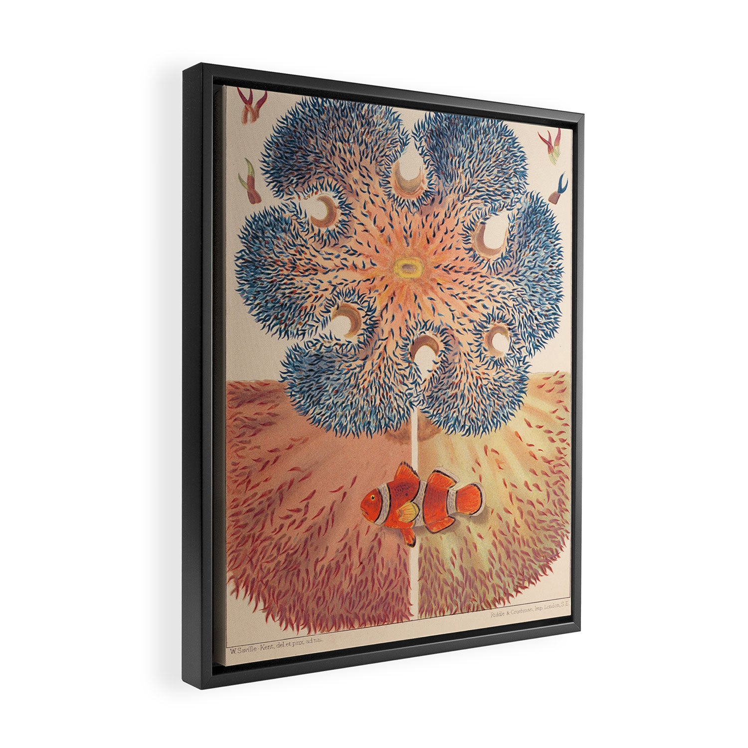 Anemones from âThe Great Barrier Reef of Australiaâ by William Saville Kent, 1893 Framed Canvas Print Gallery Image 2