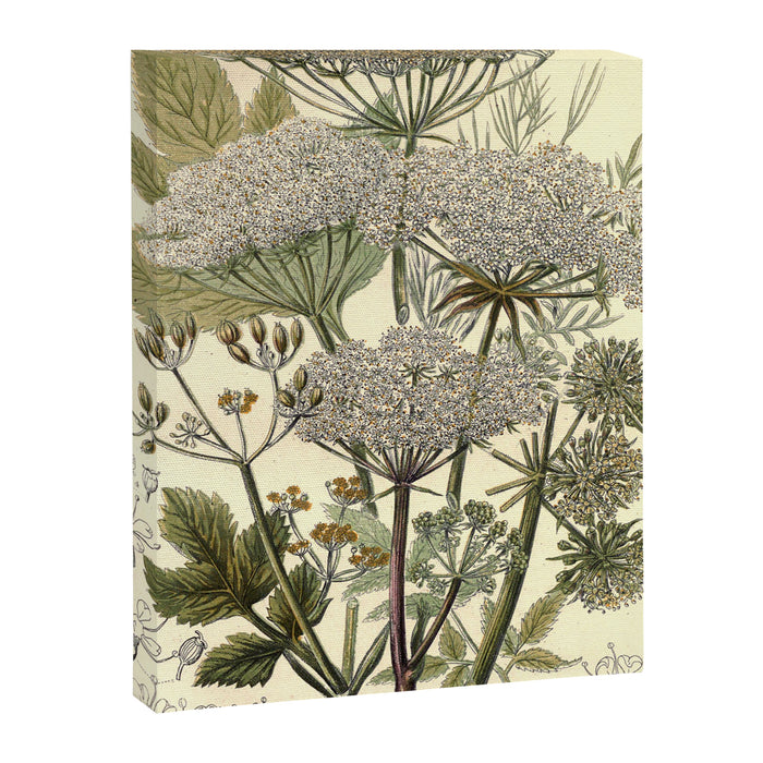 Angelica by Anne Pratt, 1800s (benefitting The Nature Conservancy) Canvas Print Gallery Image 1