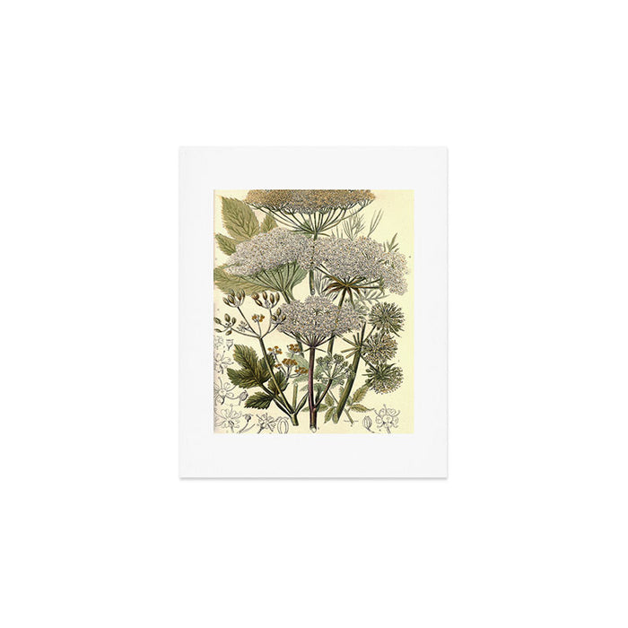 Angelica by Anne Pratt, 1800s (benefitting The Nature Conservancy) Art Print Gallery Image 1