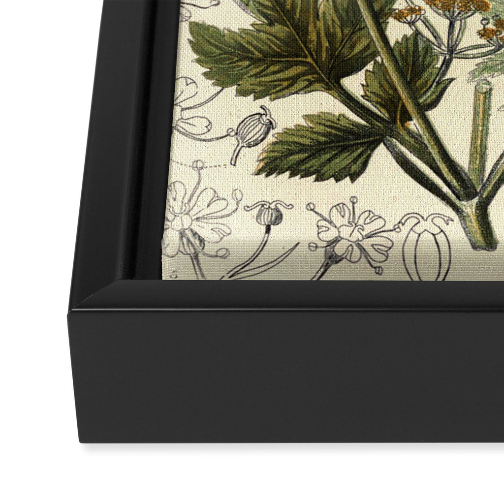 Angelica by Anne Pratt, 1800s (benefitting The Nature Conservancy) Framed Canvas Print Gallery Image 3