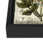 Angelica by Anne Pratt, 1800s (benefitting The Nature Conservancy) Framed Canvas Print Gallery Image 3