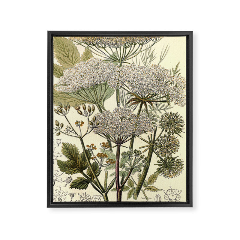 Angelica by Anne Pratt, 1800s (benefitting The Nature Conservancy) Framed Canvas Print Gallery Image 6