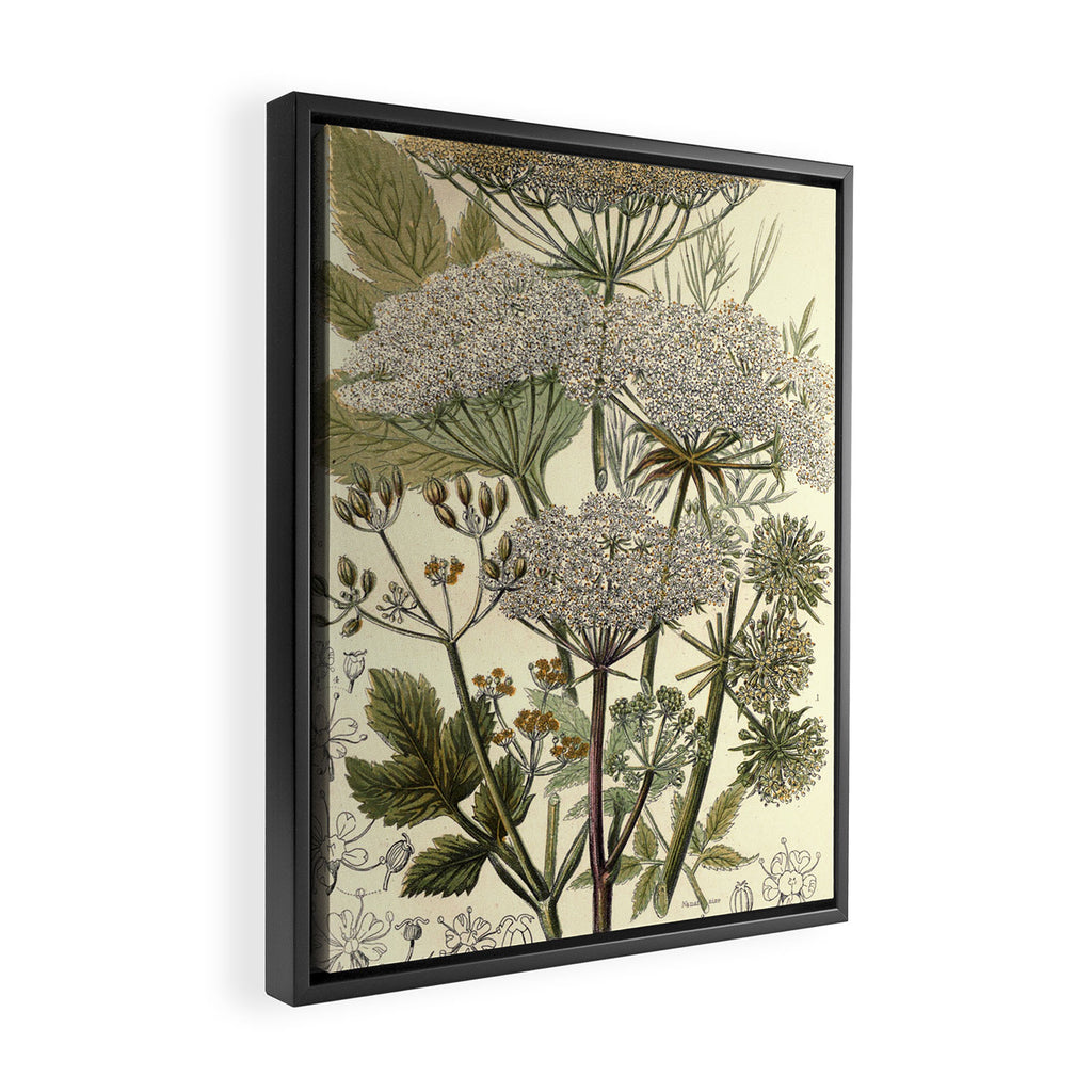 Angelica by Anne Pratt, 1800s (benefitting The Nature Conservancy) Framed Canvas Print Gallery Image 2