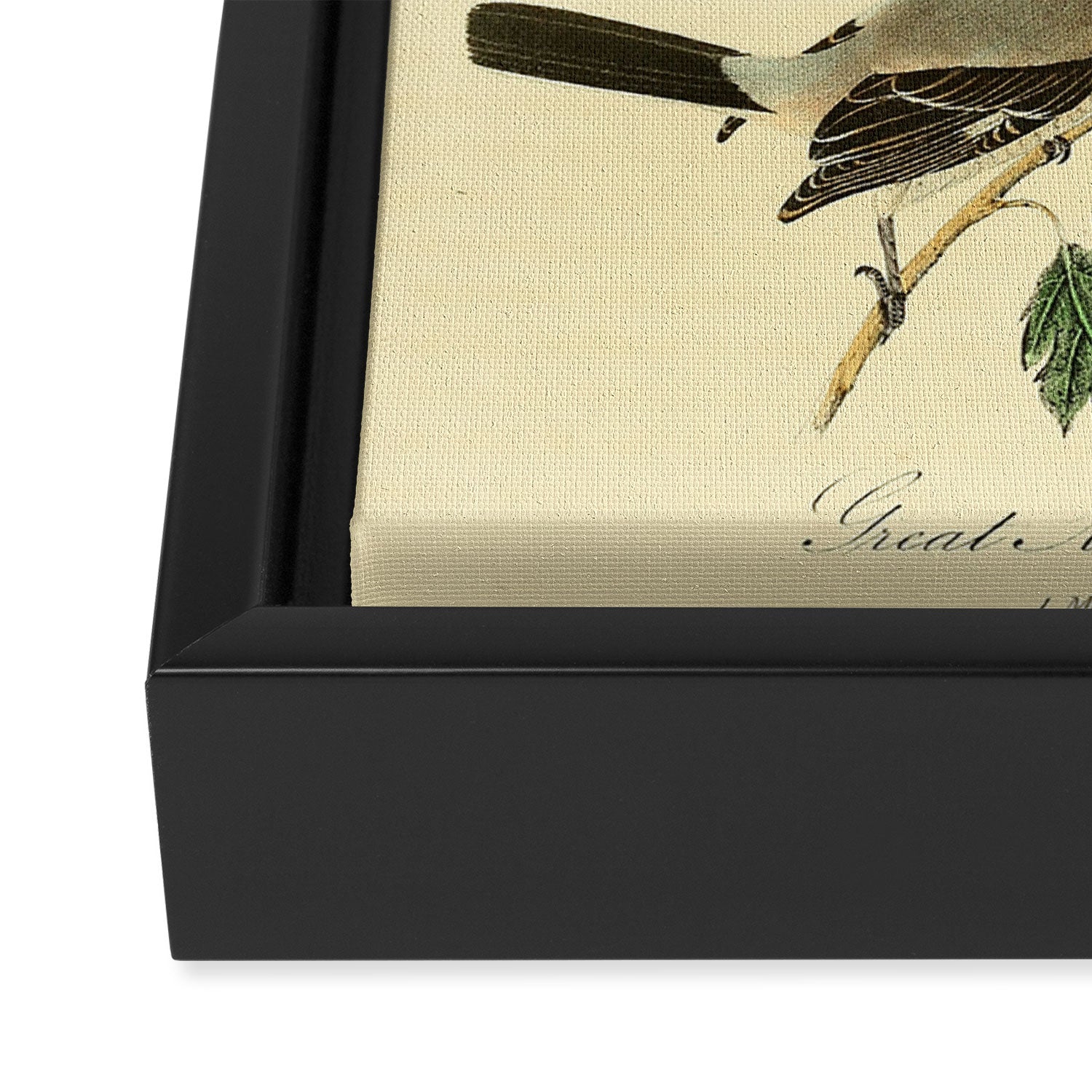 Anger # Great American Shrike Divination from # An Almanac of Birds # Divinations for Uncertain Days Framed Canvas Print Gallery Image 3