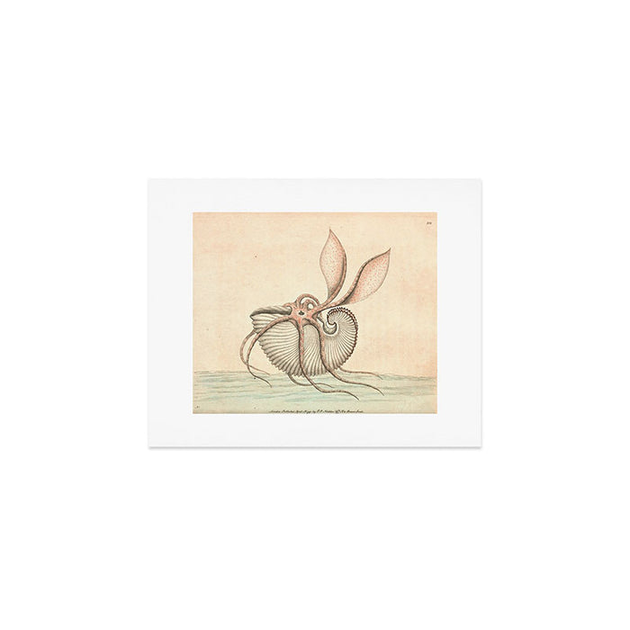 Argonauta Argo octopus (paper nautilus) by Frederick Nodder, 1793 Art Print Gallery Image 1