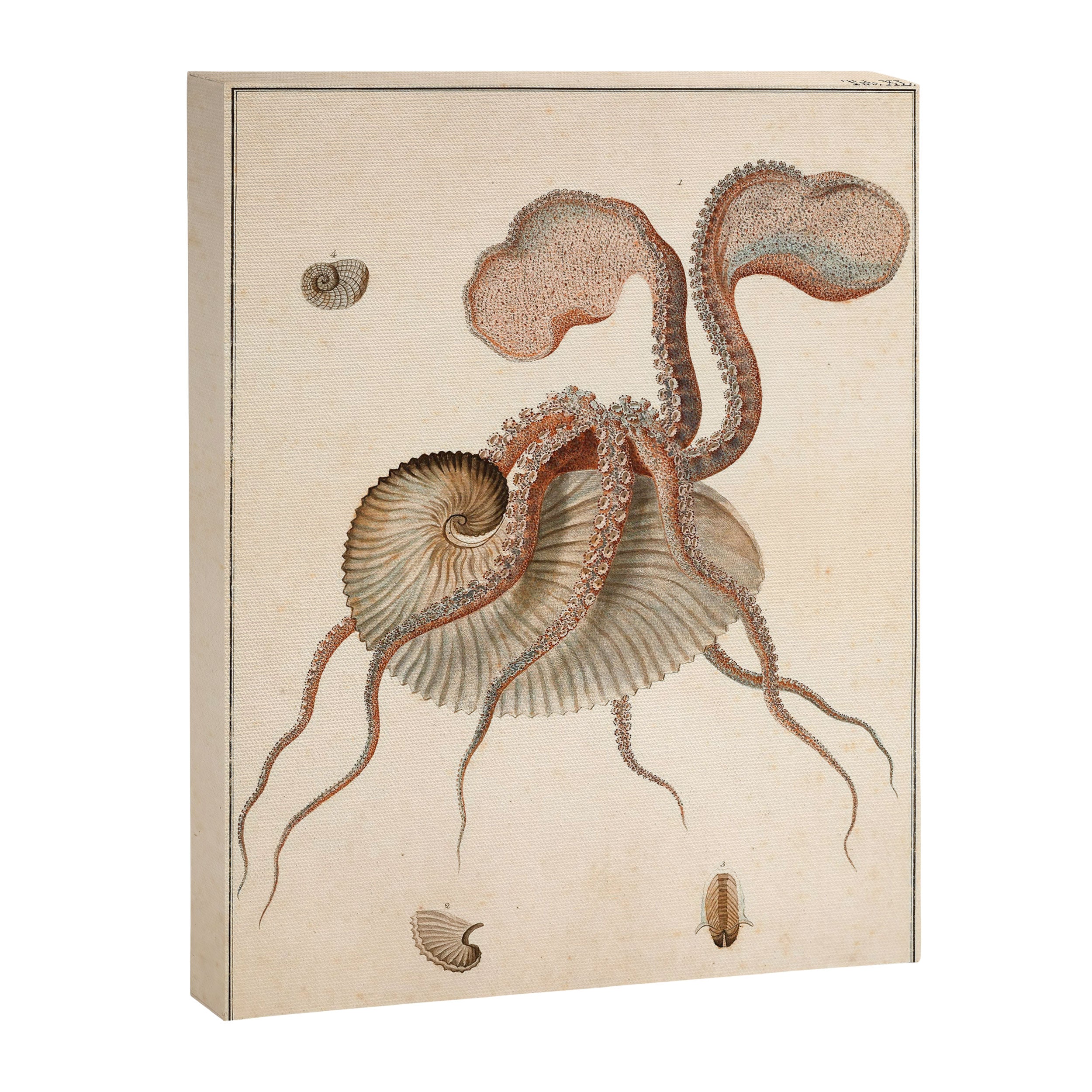 Argonauta Argo octopus (paper nautilus) from an Italian natural history book, 1791 Canvas Print Gallery Image 6