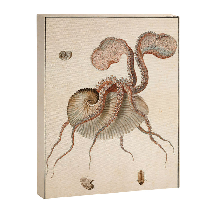 Argonauta Argo octopus (paper nautilus) from an Italian natural history book, 1791 Canvas Print Gallery Image 1