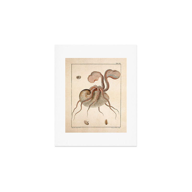 Argonauta Argo octopus (paper nautilus) from an Italian natural history book, 1791 Art Print Gallery Image 1