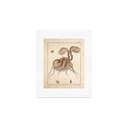 Argonauta Argo octopus (paper nautilus) from an Italian natural history book, 1791 Art Print Gallery Image 1