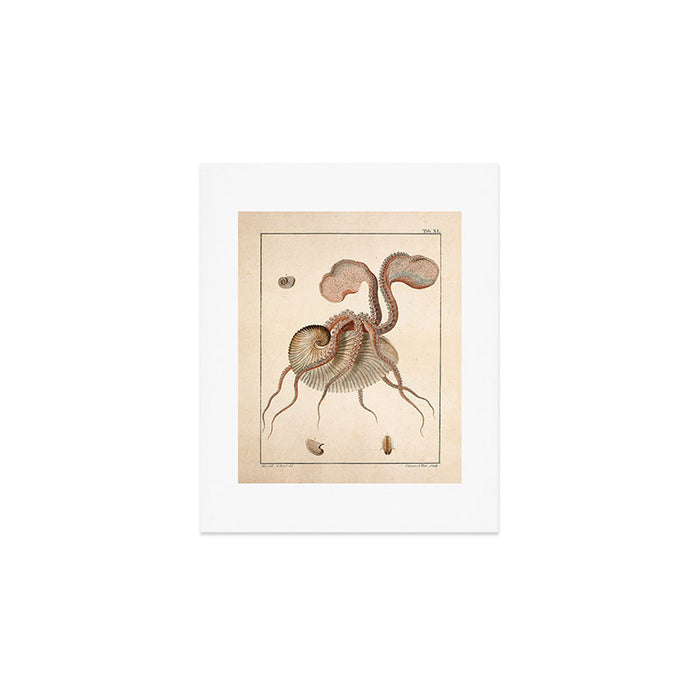 Argonauta Argo octopus (paper nautilus) from an Italian natural history book, 1791 Art Print Gallery Image 1