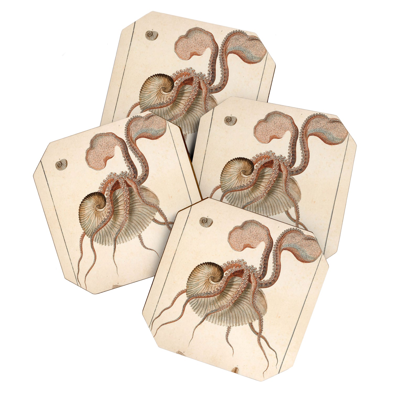 Argonauta Argo octopus (paper nautilus) from an Italian natural history book, 1791 Coaster Gallery Image 1