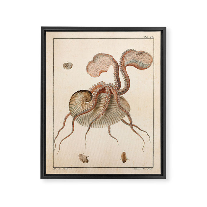 Argonauta Argo octopus (paper nautilus) from an Italian natural history book, 1791 Framed Canvas Print Gallery Image 1