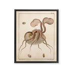 Argonauta Argo octopus (paper nautilus) from an Italian natural history book, 1791 Framed Canvas Print Gallery Image 6