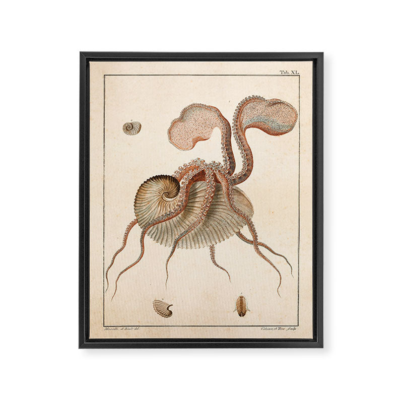 Argonauta Argo octopus (paper nautilus) from an Italian natural history book, 1791 Framed Canvas Print Gallery Image 6
