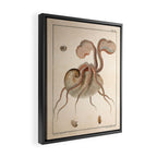 Argonauta Argo octopus (paper nautilus) from an Italian natural history book, 1791 Framed Canvas Print Gallery Image 2