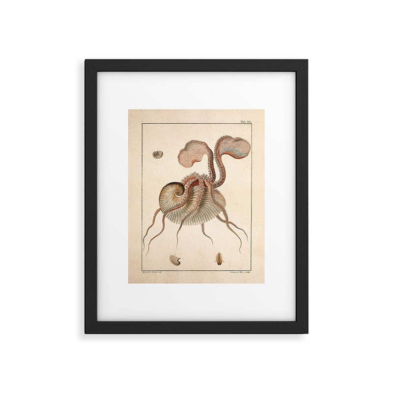 Argonauta Argo octopus (paper nautilus) from an Italian natural history book, 1791 Framed Art Print Gallery Image 4