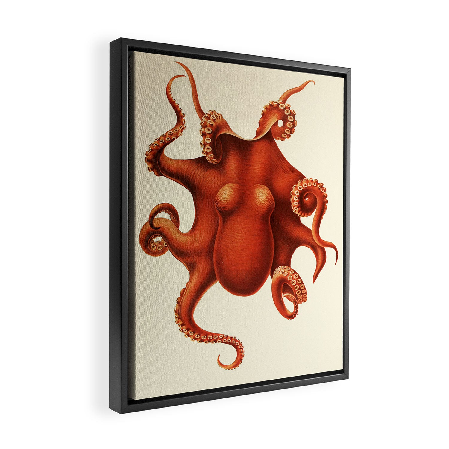 Art by Friedrich Wilhelm Winter from "Cephalopod Atlas" by Carl Chun, 1910 (benefitting Greenpeace) Framed Canvas Print Gallery Image 2