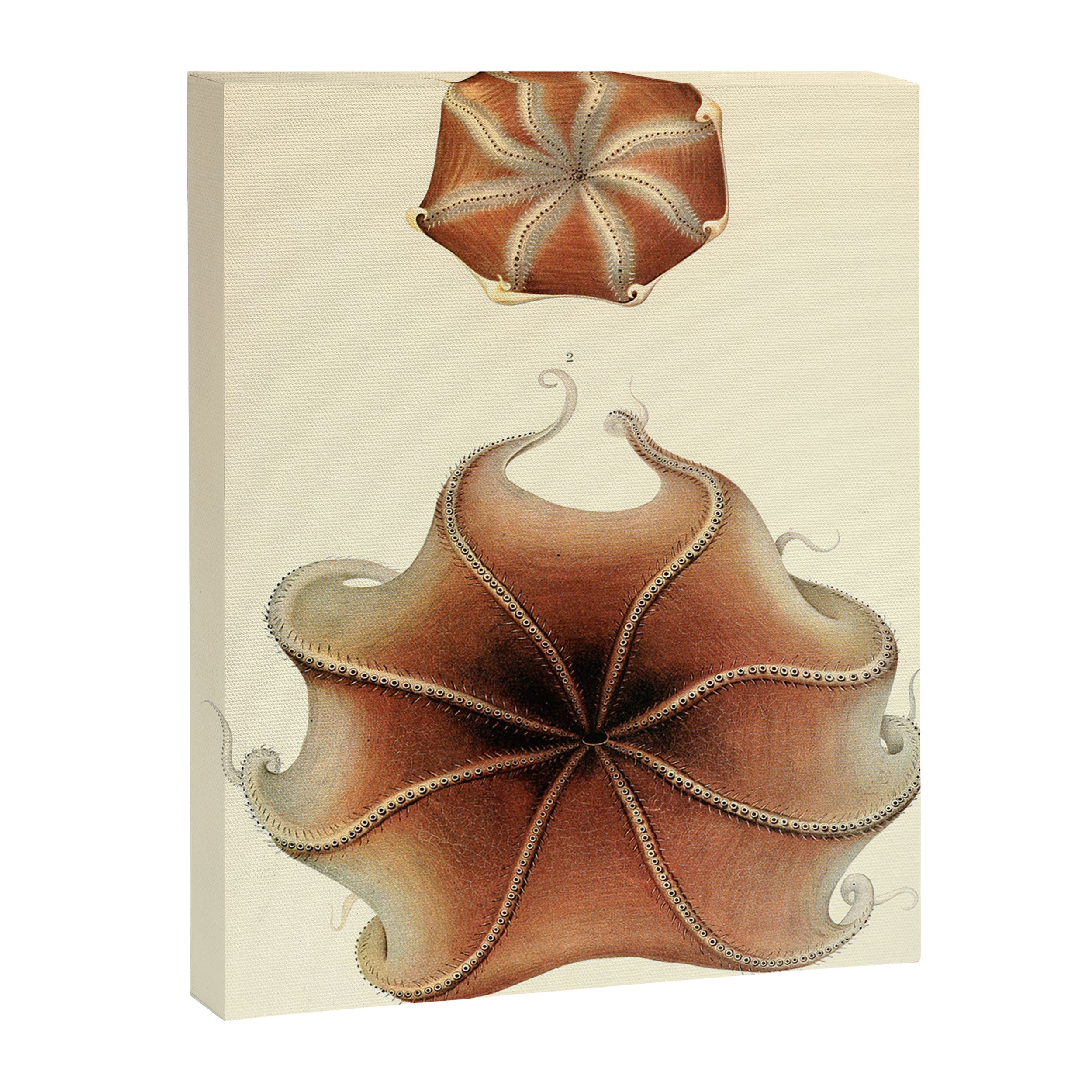Art by Friedrich Wilhelm Winter from "Cephalopod Atlas" by Carl Chun, 1910 (benefitting Greenpeace) Canvas Print Gallery Image 6