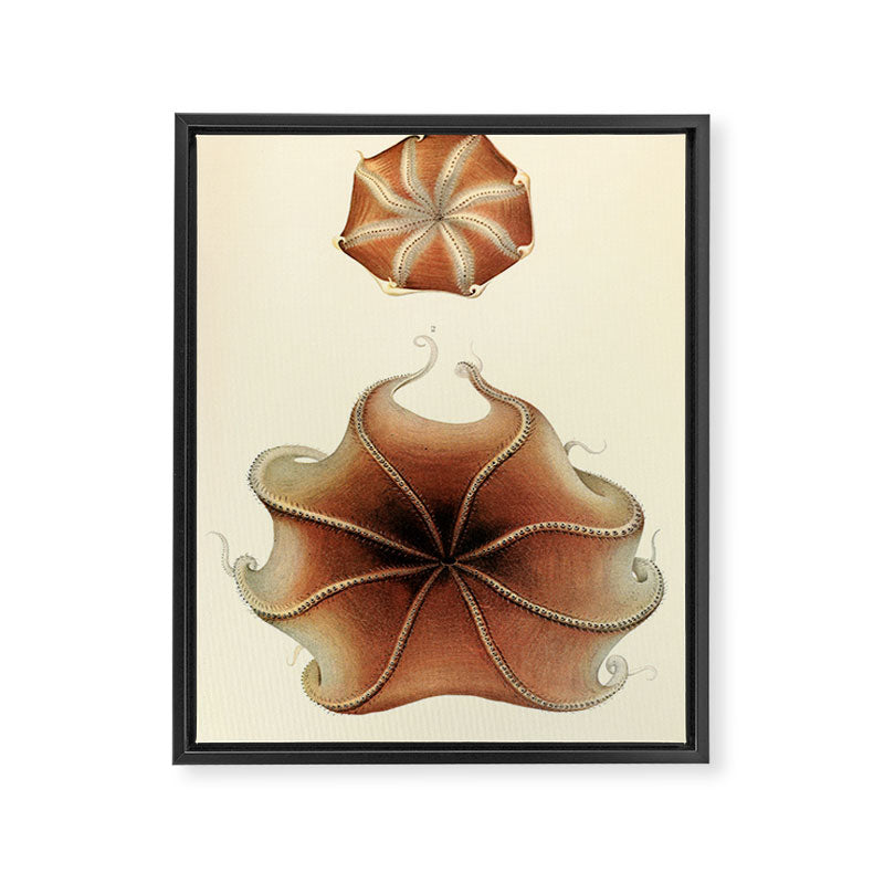 Art by Friedrich Wilhelm Winter from "Cephalopod Atlas" by Carl Chun, 1910 (benefitting Greenpeace) Framed Canvas Print Gallery Image 6