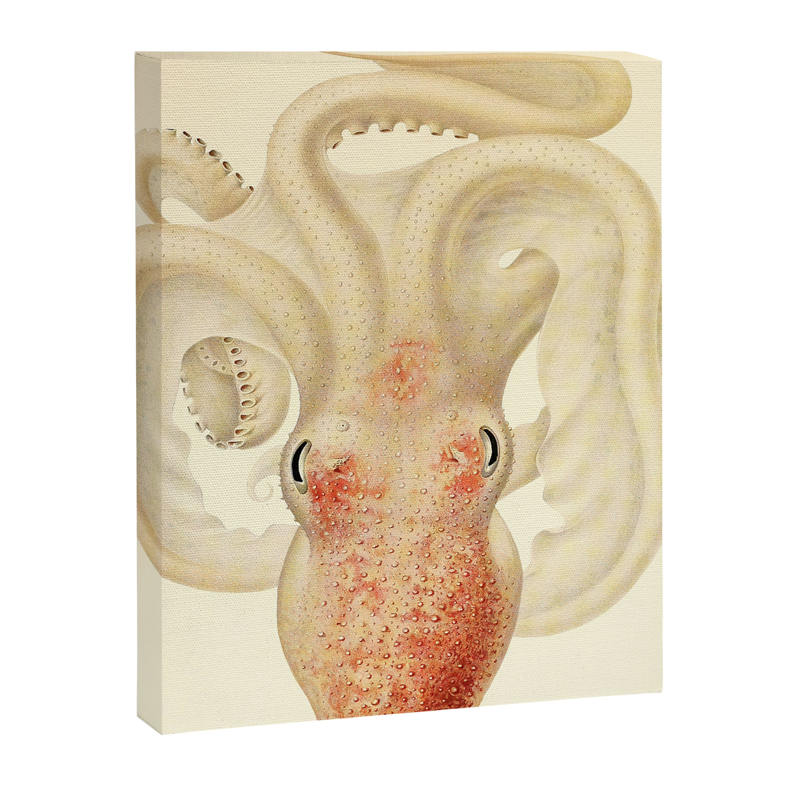 Art by Friedrich Wilhelm Winter from "Cephalopod Atlas" by Carl Chun, 1910 (benefitting Greenpeace) Canvas Print Gallery Image 6