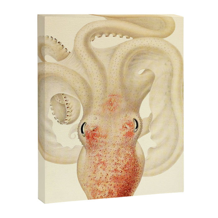 Art by Friedrich Wilhelm Winter from "Cephalopod Atlas" by Carl Chun, 1910 (benefitting Greenpeace) Canvas Print Gallery Image 1